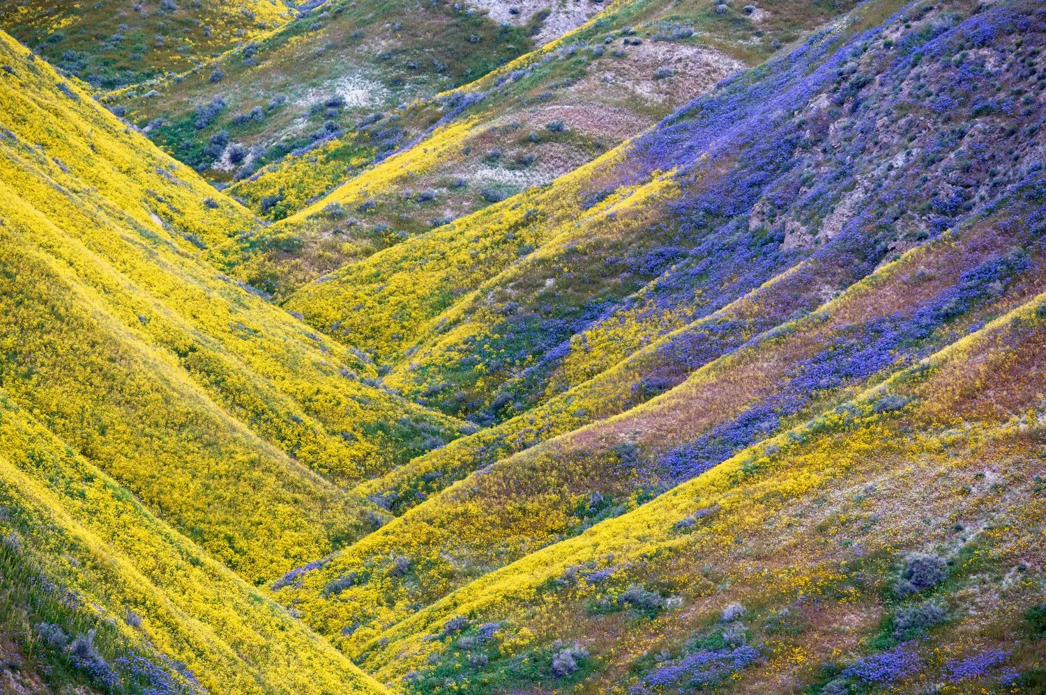 Wildflowers in the southern area of Carrizo Plain.