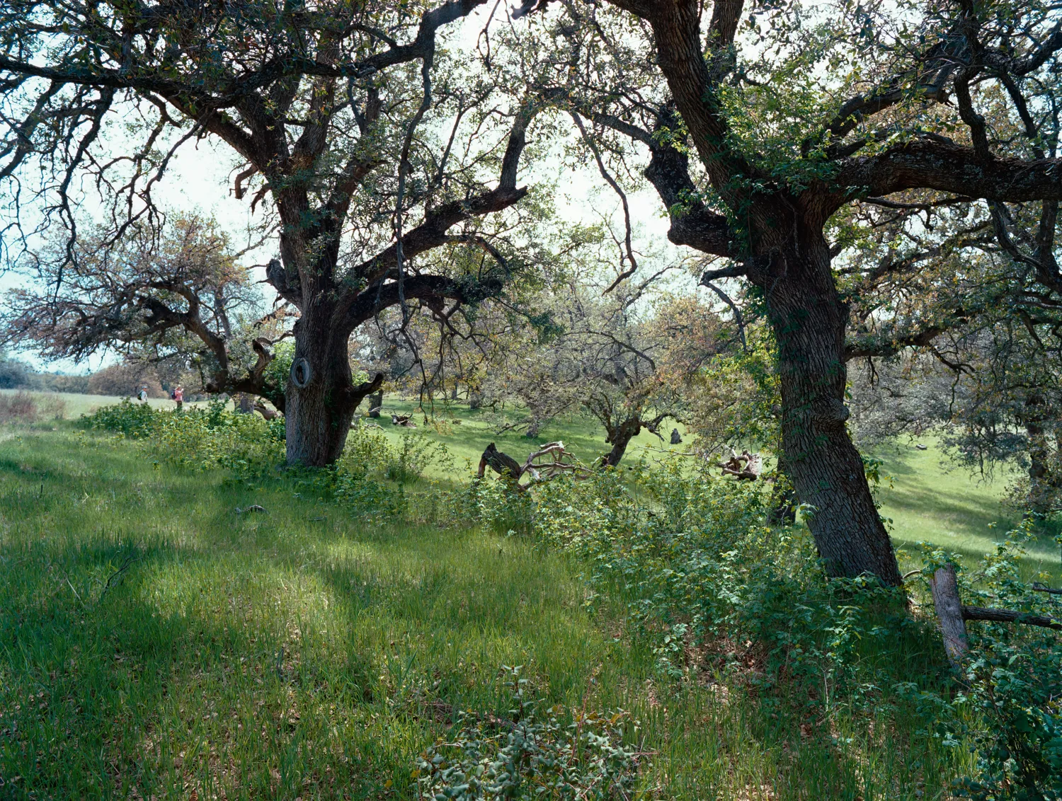 Santa Ysabel Open Space Preserve, CA