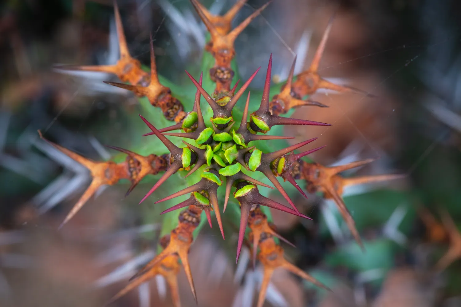 Cactus, Balboa Park, San Diego, CA.