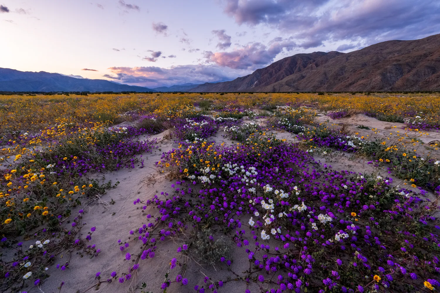 Anza-Borrego Desert State Park.