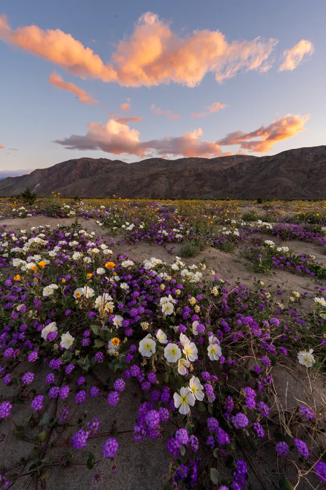 Anza-Borrego Desert State Park.