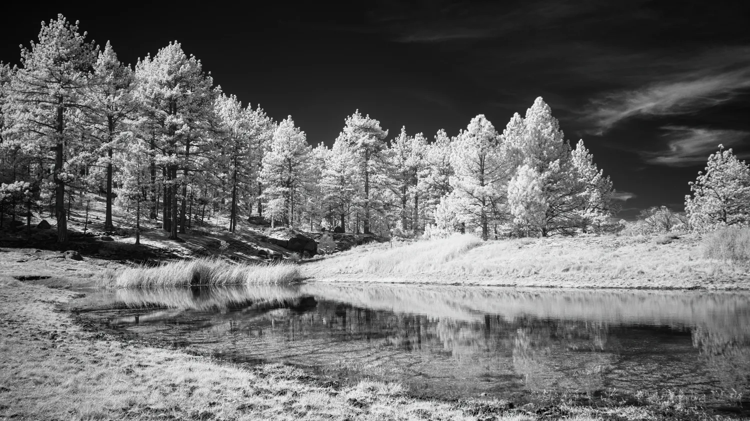 Infrared Photograph.