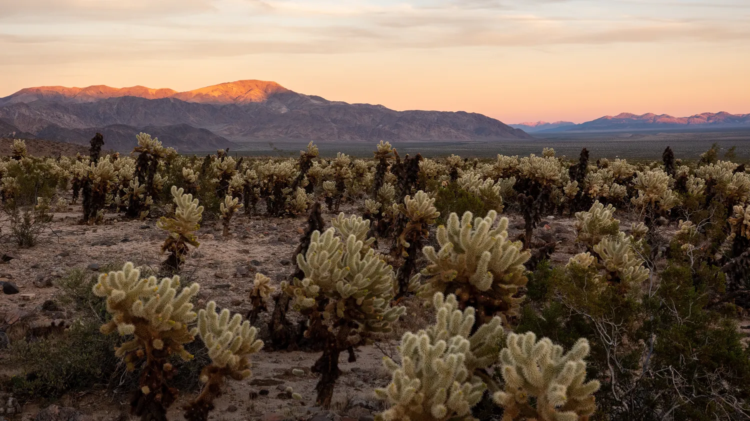 JTNP, CA.