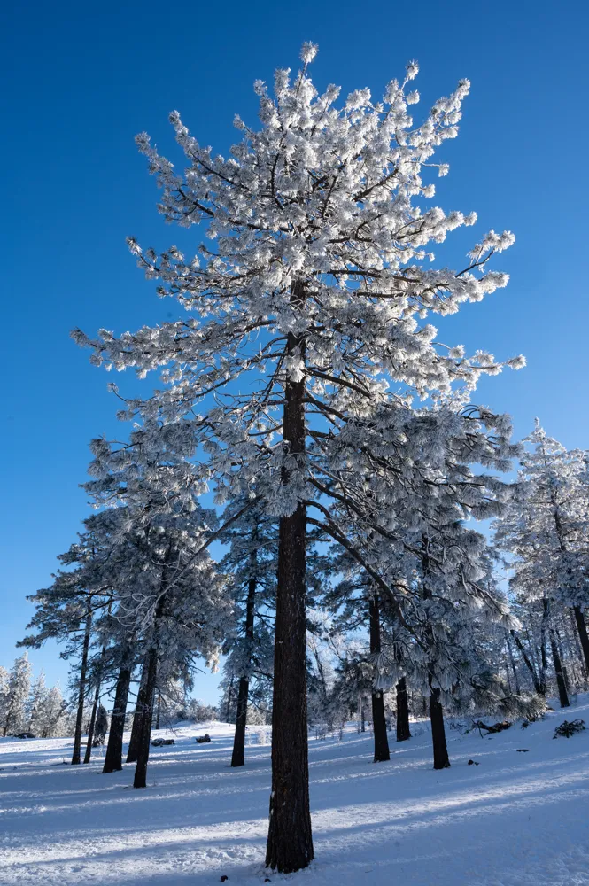 Frosted trees on Mount Laguna.