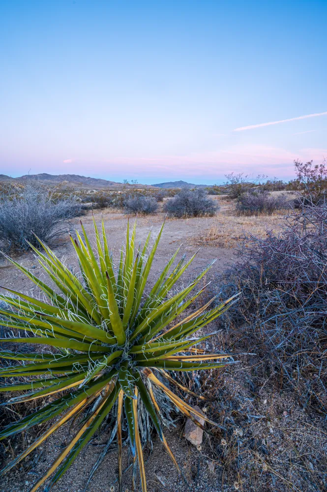 Joshua Tree National Park