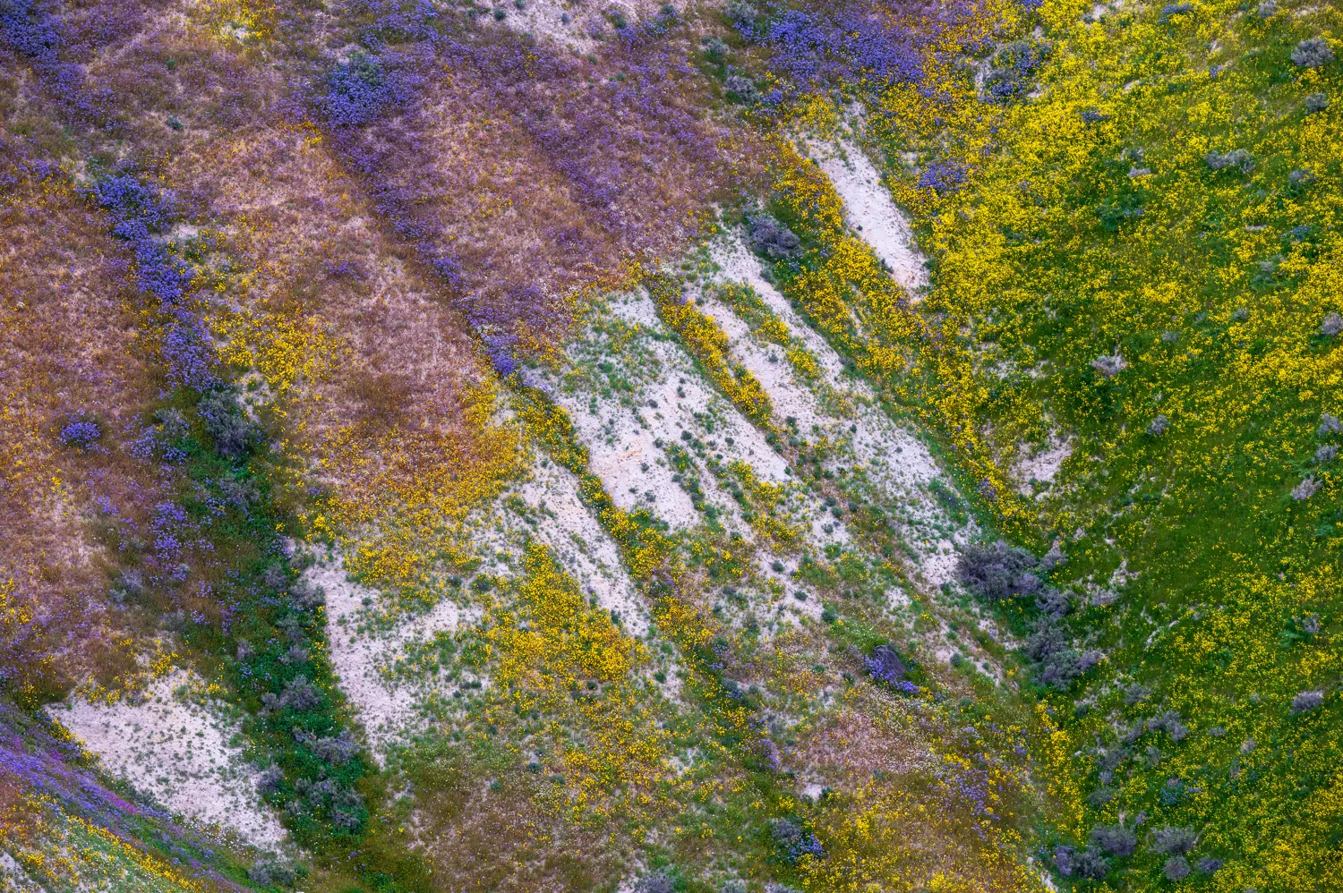 Carrizo Plain, CA.