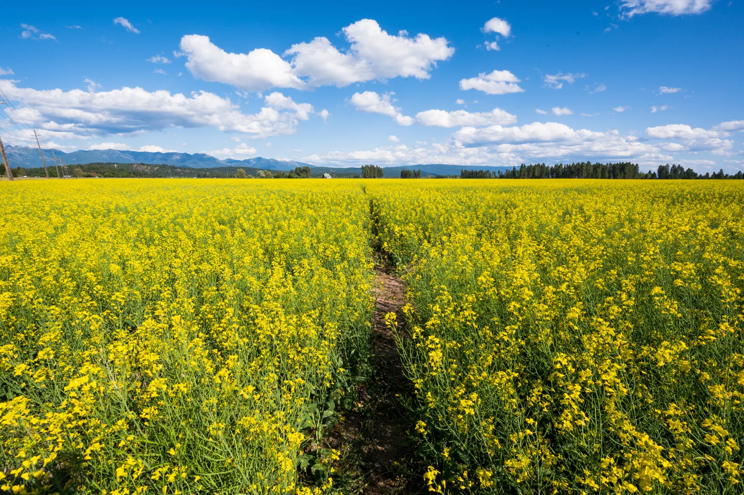 Flathead Valley, Montana