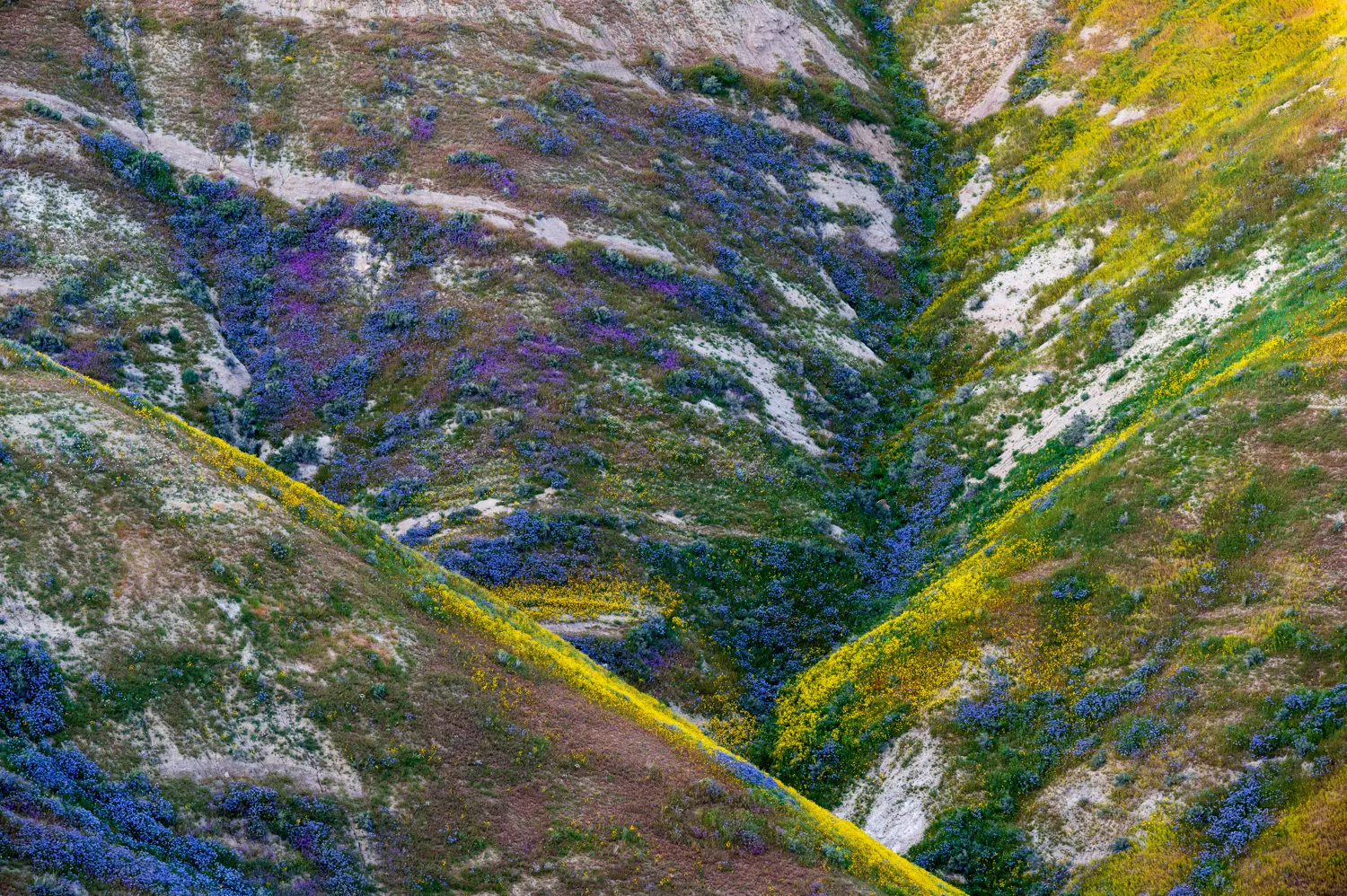 Carrizo Plain, CA.