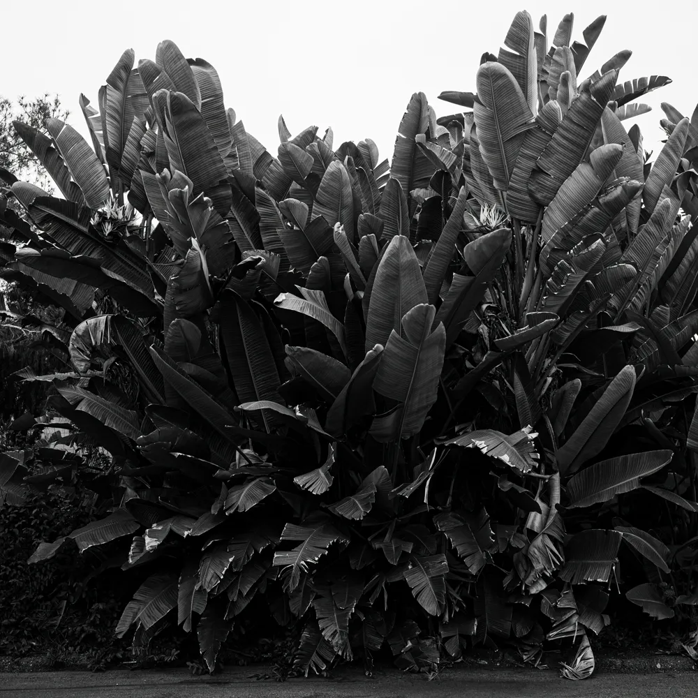 Balboa Park, San DIego