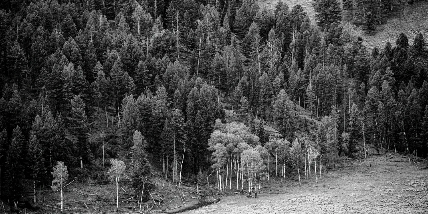 Yellowstone National Park, WY.