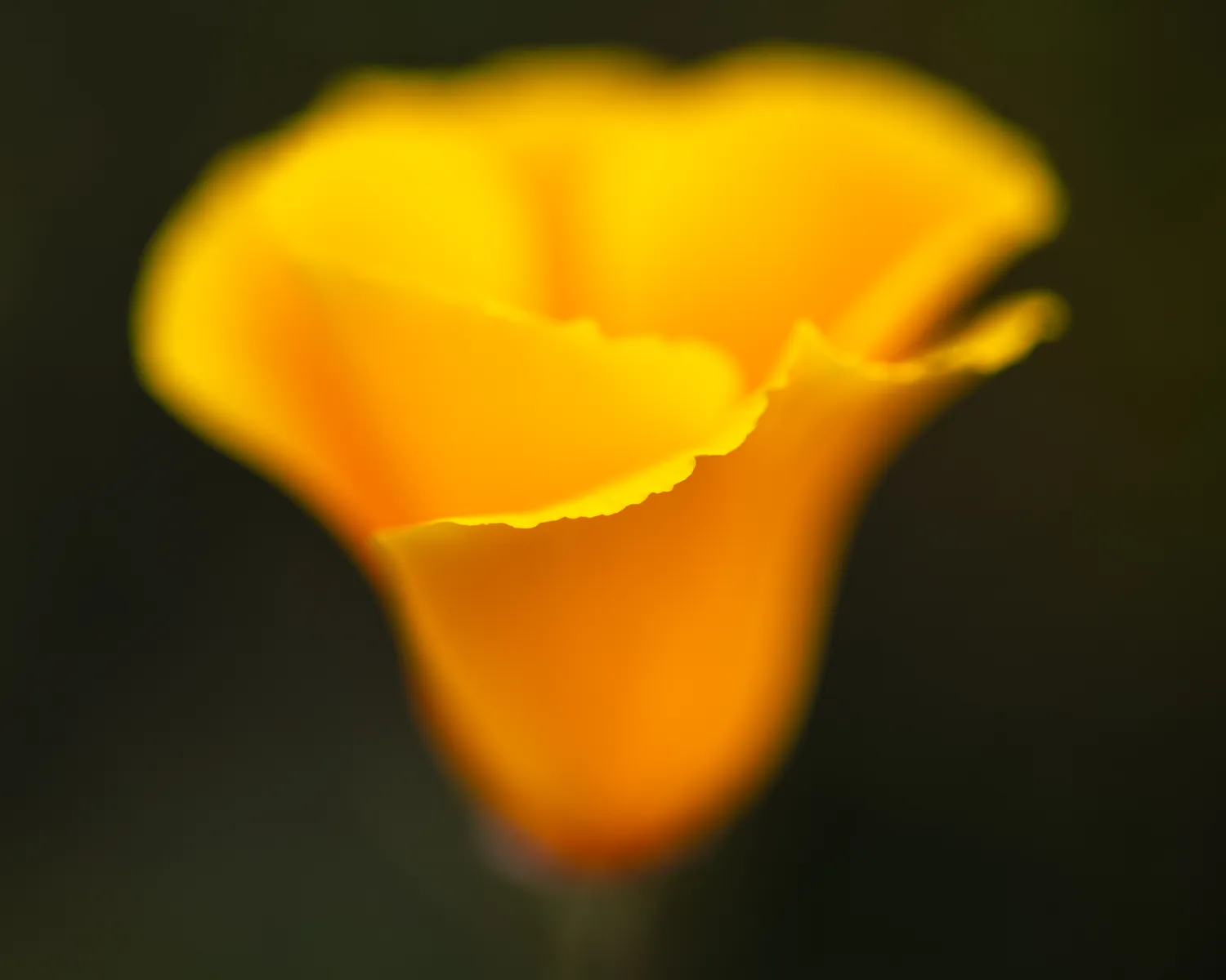 Early California poppy bloom on South Fortuna Peak, San DIego, CA.