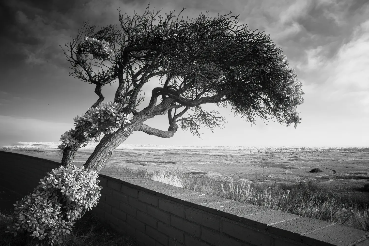 Border Field State Park, San Diego, CA.