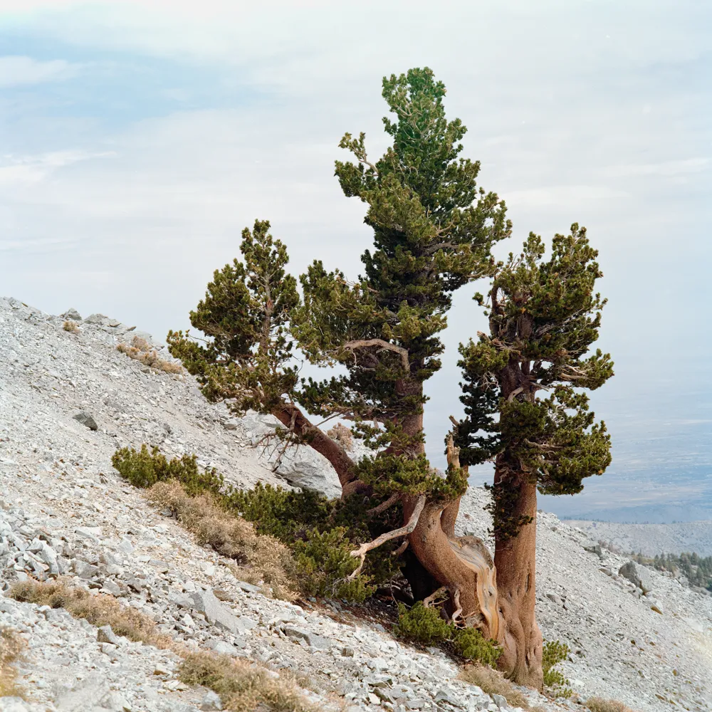 Near the summit of Mount Baldy in the San Gabriels.