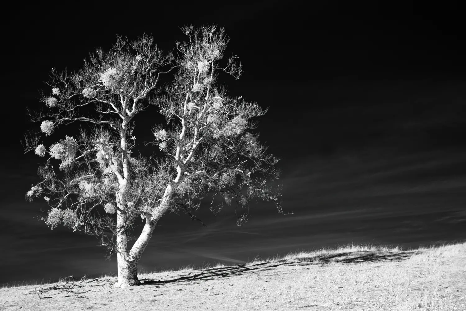 Sycamore tree covered in mistletoe, seen on the way up to Kanaka Flat.