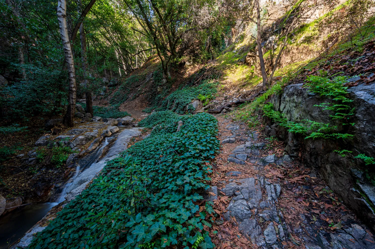 Hiking Santa Anita Canyon, north of Sturtevant Falls.