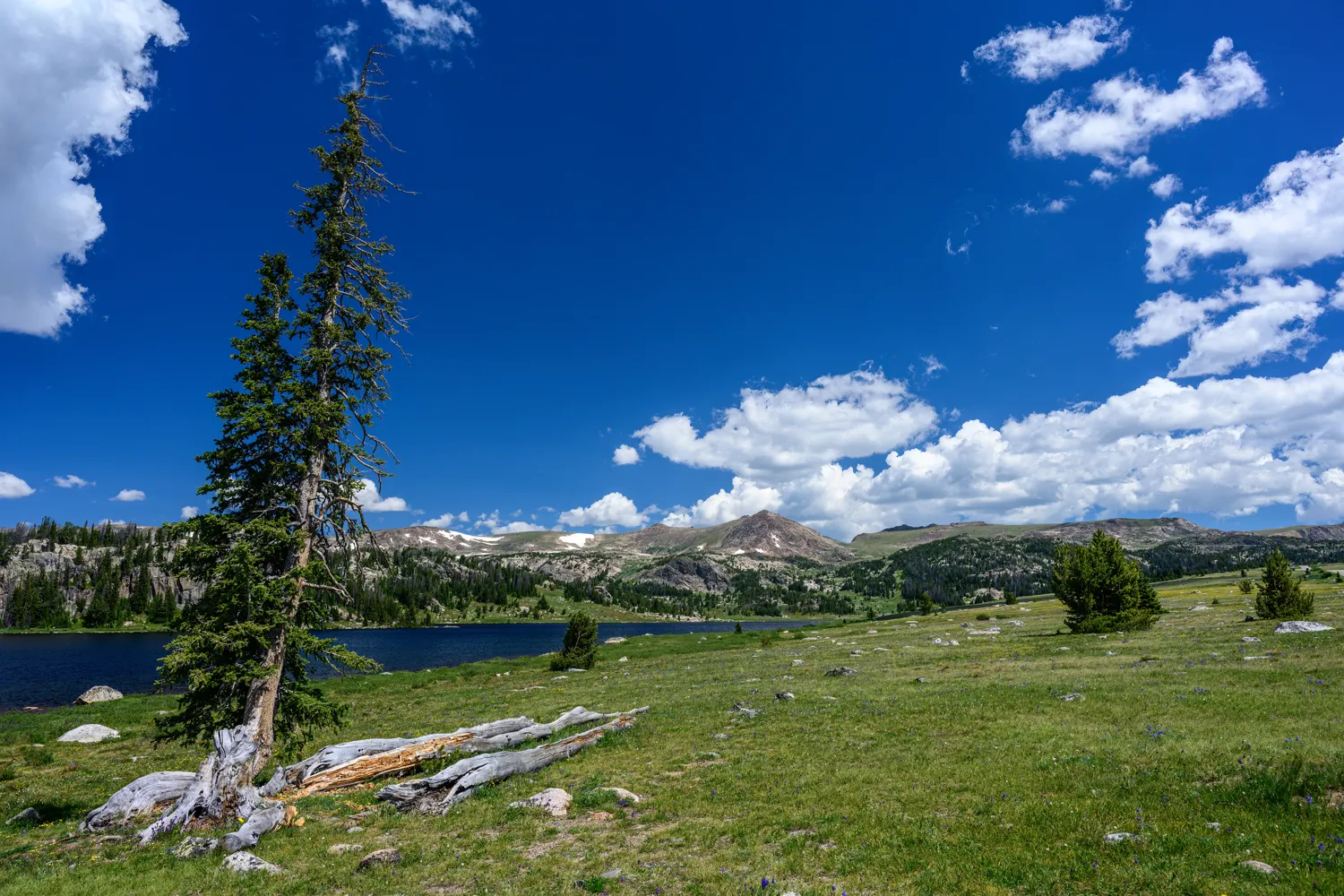 Along the Beartooth Pass.