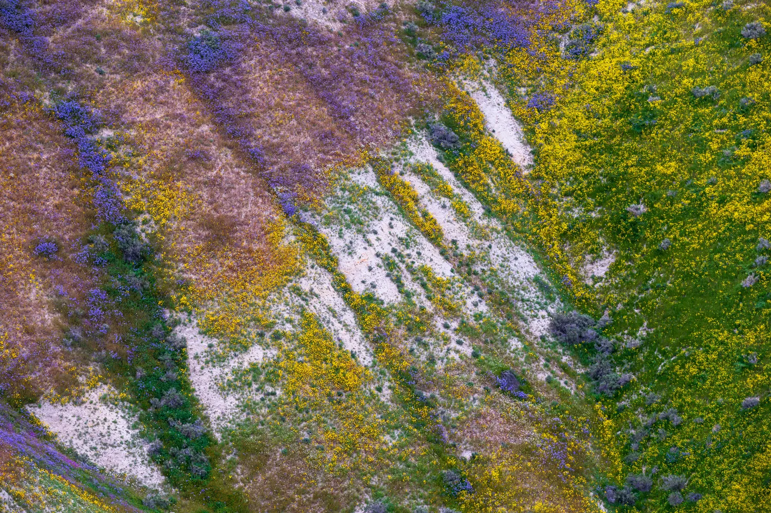 Carrizo Plain, CA.