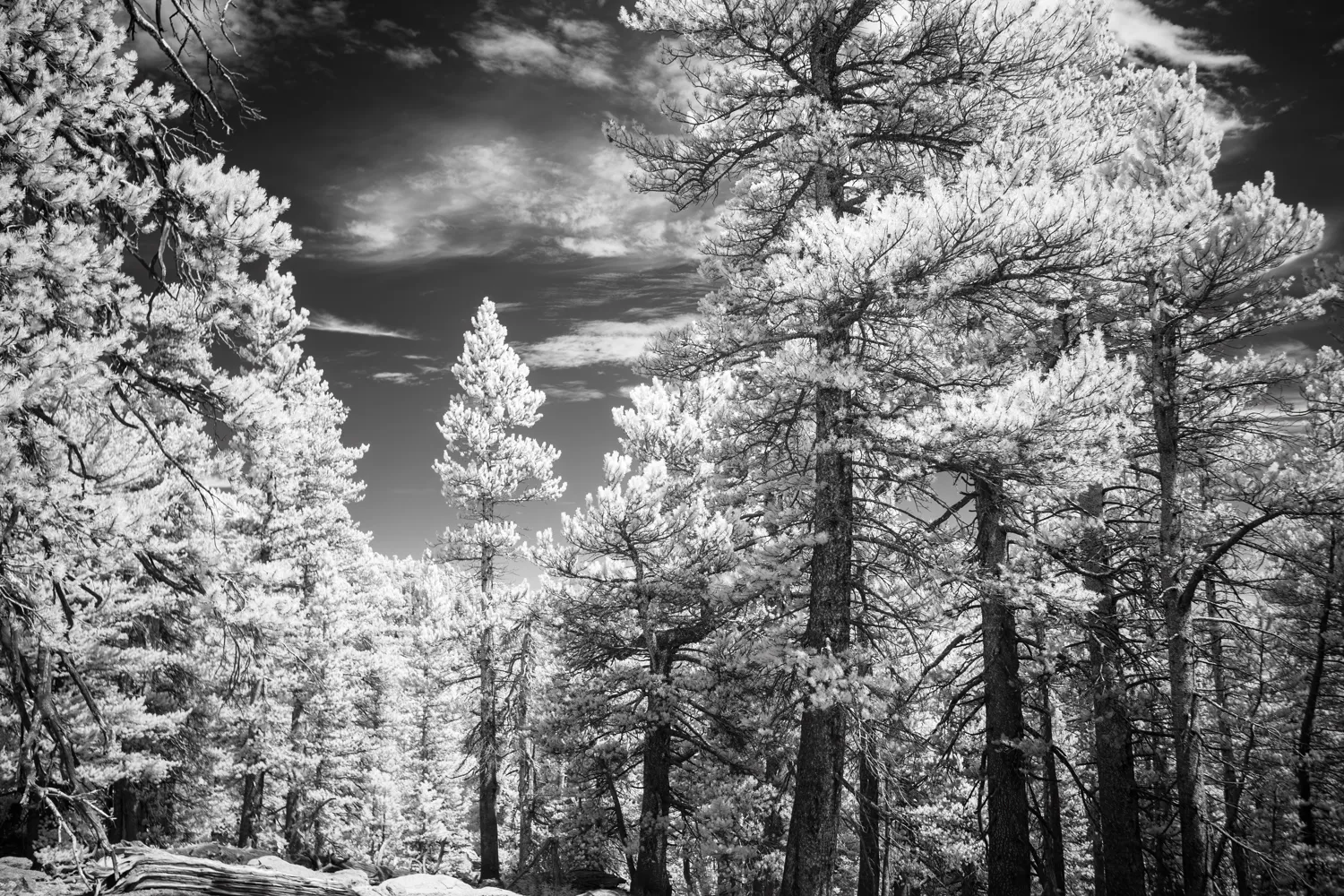 Mount San Jacinto State Park