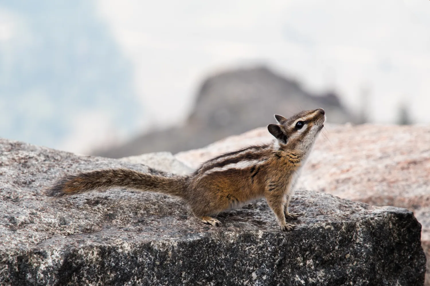 In the Beartooth Mountains, MT.