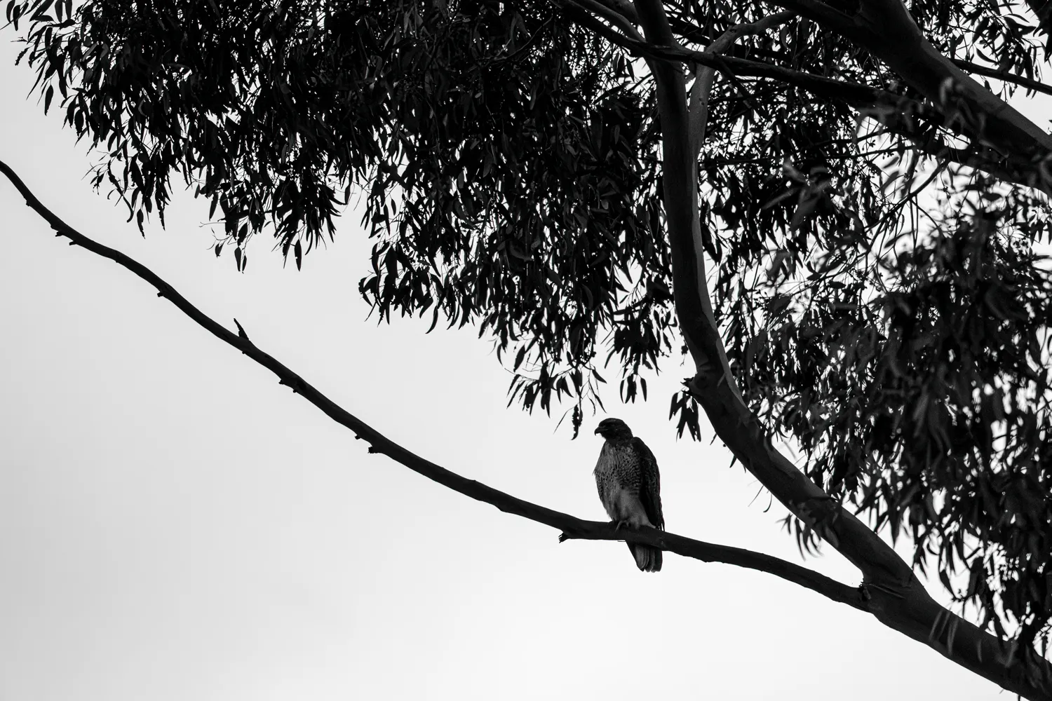 Red Tailed Hawk resting high in the trees near Balboa Park.