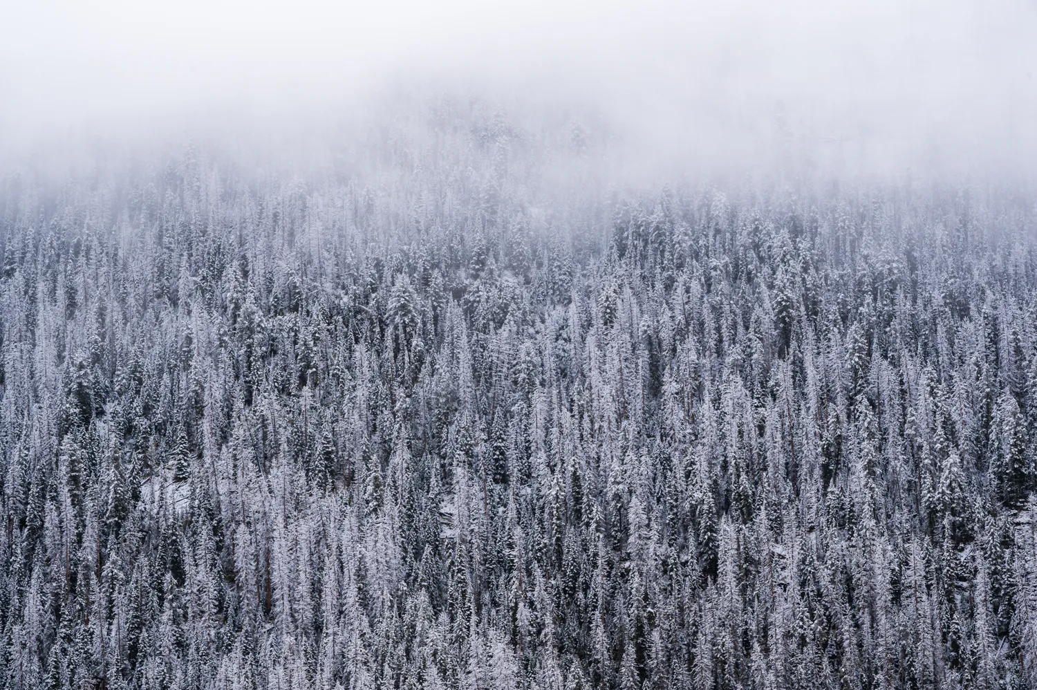 East of Yellowstone National Park