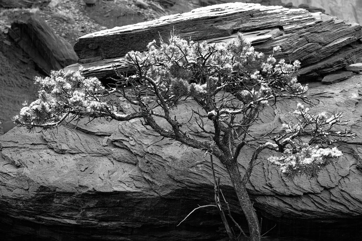 Capitol Reef National Park, Utah.