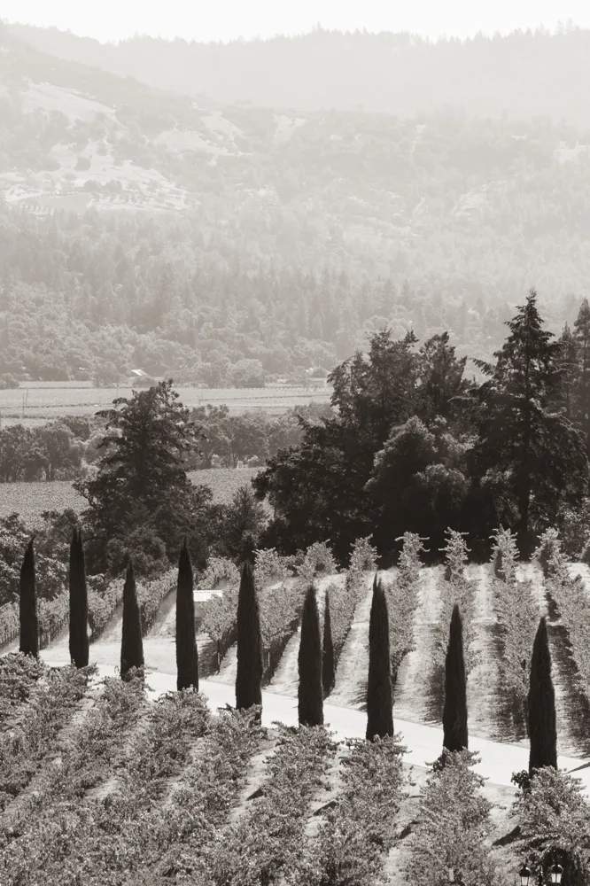 Looking out over Napa Valley from the top of the Castello di Amorosa winery