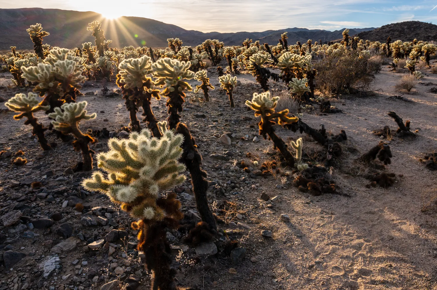 Cholla Cactus Garden, Joshua Tree National Park.