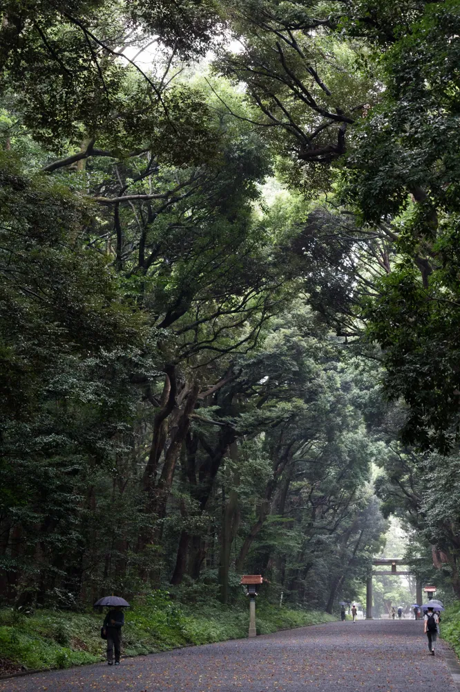 Meiji Shrine, Shibuya, Tokyo, Japan