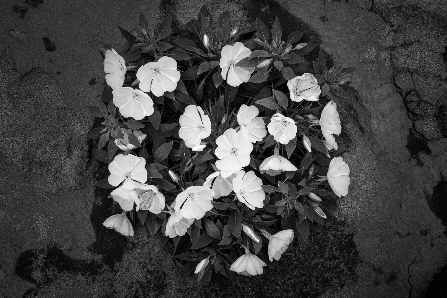 Wildflowers in Henderson Canyon.