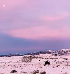 Paradise Dawn
