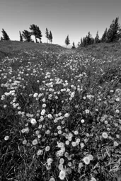 Dandelions, Red Lodge Mountain