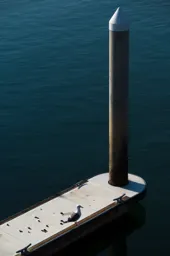 Harbor Bird