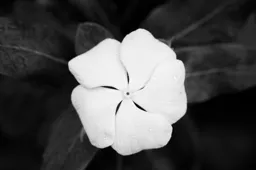 Rain Drops and Flower