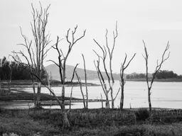 Drowned Trees at Lower Otay Lake