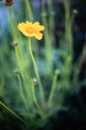 Spring in Yellow