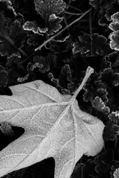 Winter's Frost