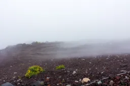 Into the Fog