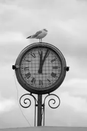 Geneva Bird