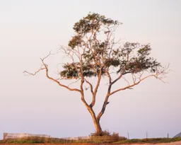 Carpinteria Tree