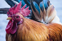 The Rooster