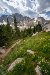 Wildflowers at Glacier Lake