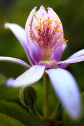 Inviting Flower
