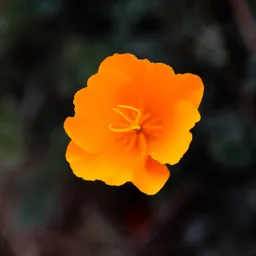 California Poppy