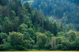 Styrian Forest