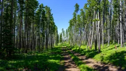 Forest Path, Red Lodge Mountain
