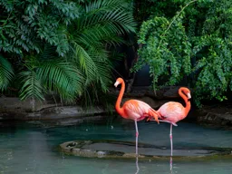 Two Flamingoes