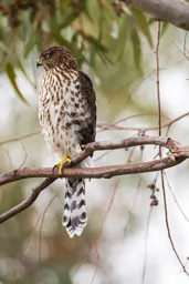 Cooper's Hawk