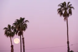 Moon and Palms