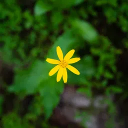 Mountain Wildflower